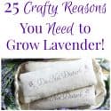 25 crafty reasons you need to grow lavender
