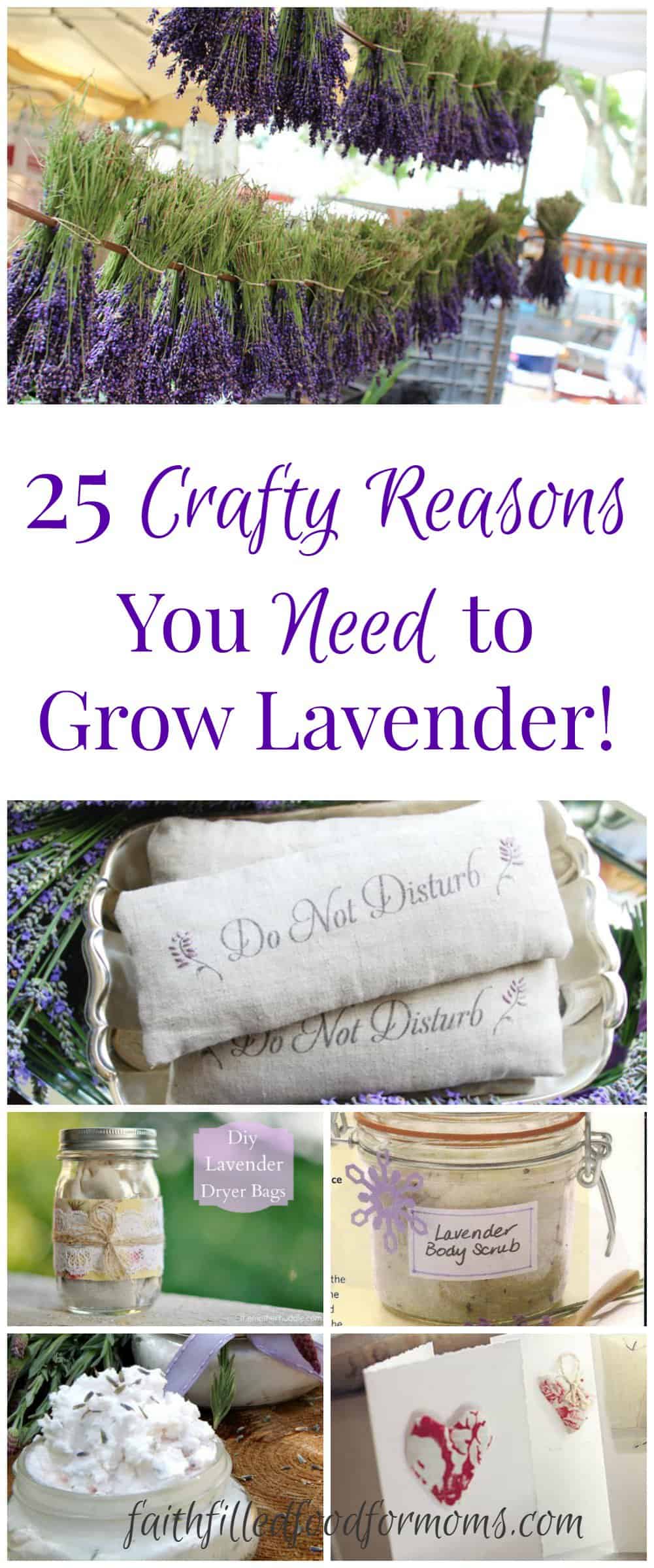 25 crafty reasons you need to grow lavender
