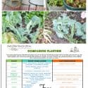 Companion Planting Resources for Gardening Free Printable Planner