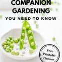 Companion Planting Beginners Garden resource picture of peas