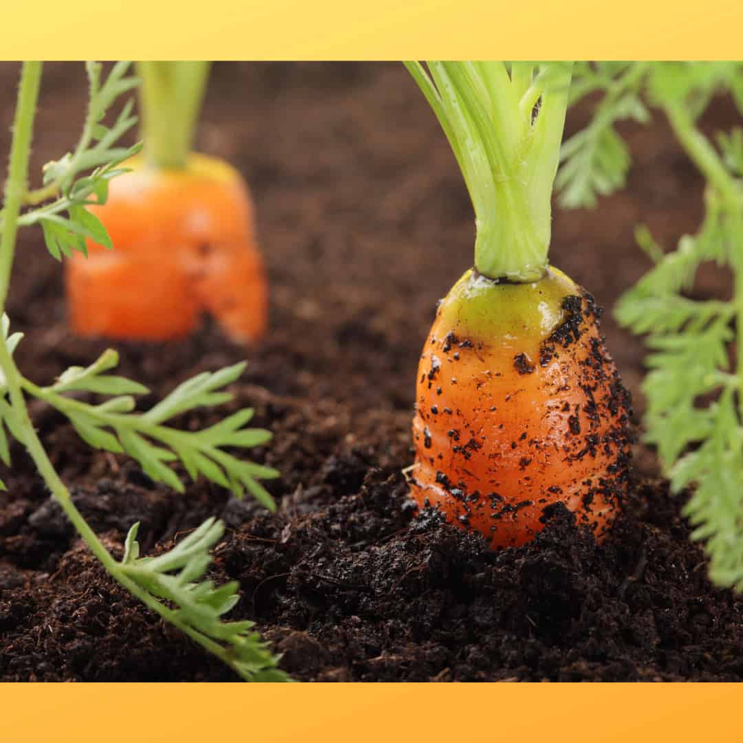How do you prepare soil for a vegetable garden?