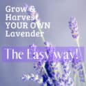 how to grow and harvest lavender